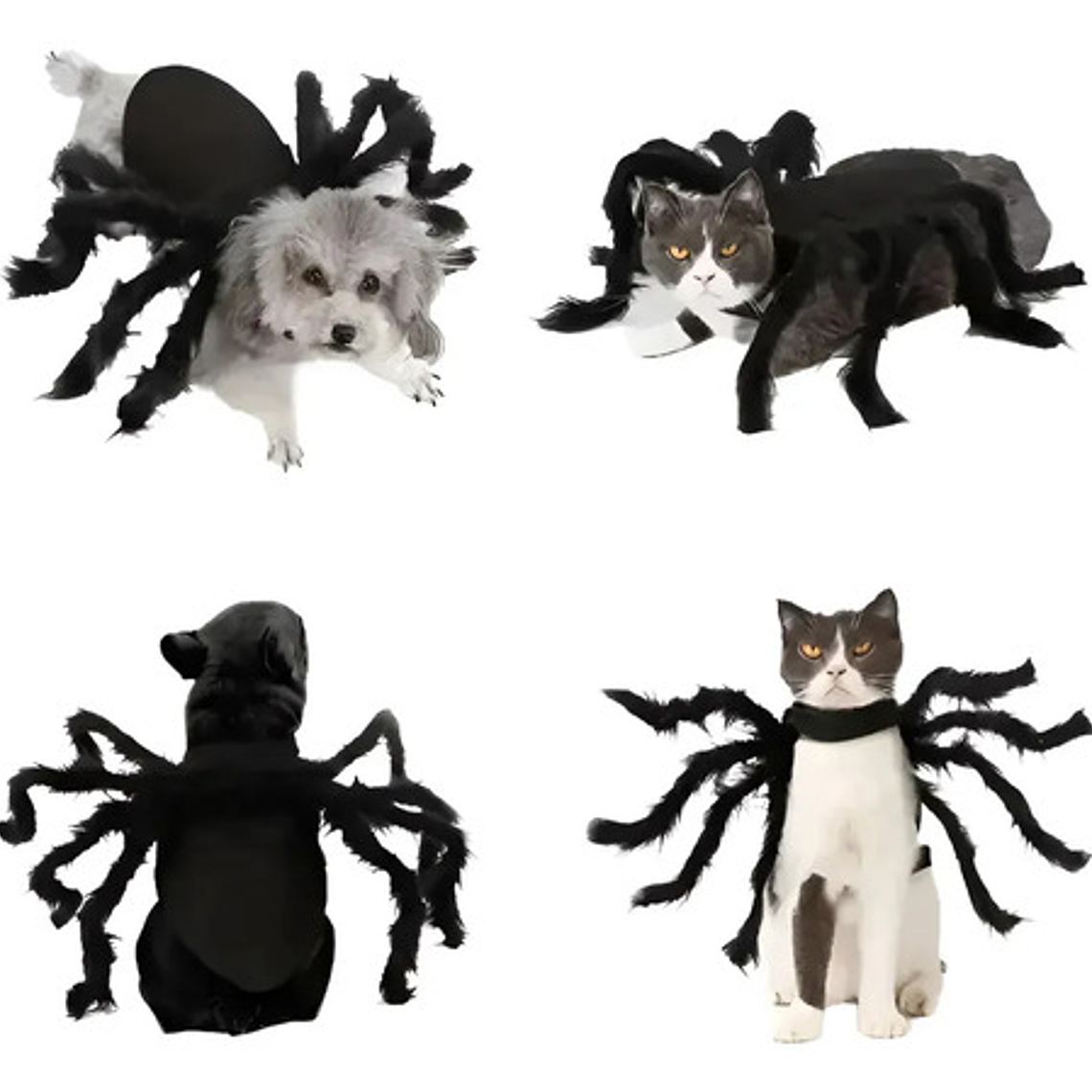Disfraz Perro Gato Diseño Araña Halloween Y Risas Tamaños Color Talla M 1