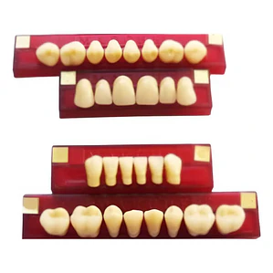 Tableta De Dientes De Acrílico Marche Posteriores Inferiores