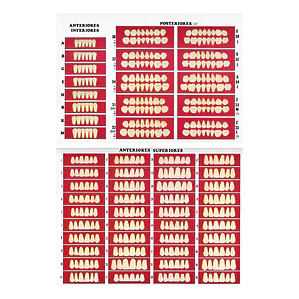 Catálogo De Moldes Para Dientes Marche En Papel
