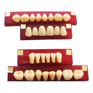 Tableta De Dientes De Acrílico Marche Anteriores Superiores