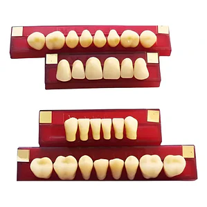 Tableta De Dientes De Acrílico Marche Posteriores Superiores