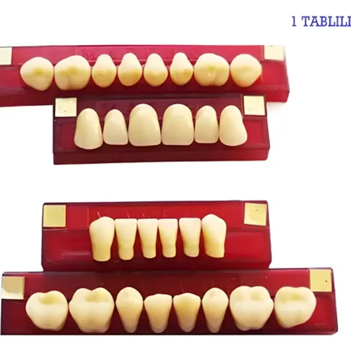 Tableta De Dientes De Acrílico Marche Anteriores Inferiores 3