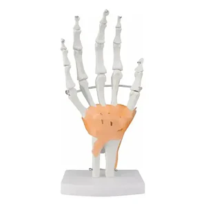 Mano Ligamentos Modelo Anatómico Calidad Despacho Express