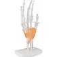 Mano Ligamentos Modelo Anatómico Calidad Despacho Express - Miniatura 2