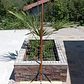 Escobillón Municipal Xxxl 80 Cms Soportes De Metal Calidad - Miniatura 7