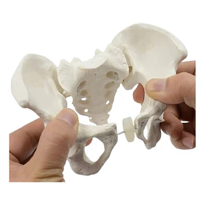 Pelvis Masculina Humana Modelo Anatómico Calidad Stgo