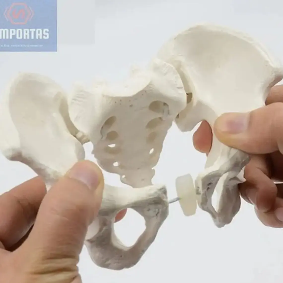 Pelvis Masculina Humana Modelo Anatómico Calidad Stgo 3
