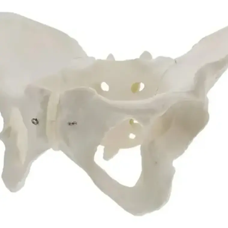 Pelvis Masculina Humana Modelo Anatómico Calidad Stgo 4