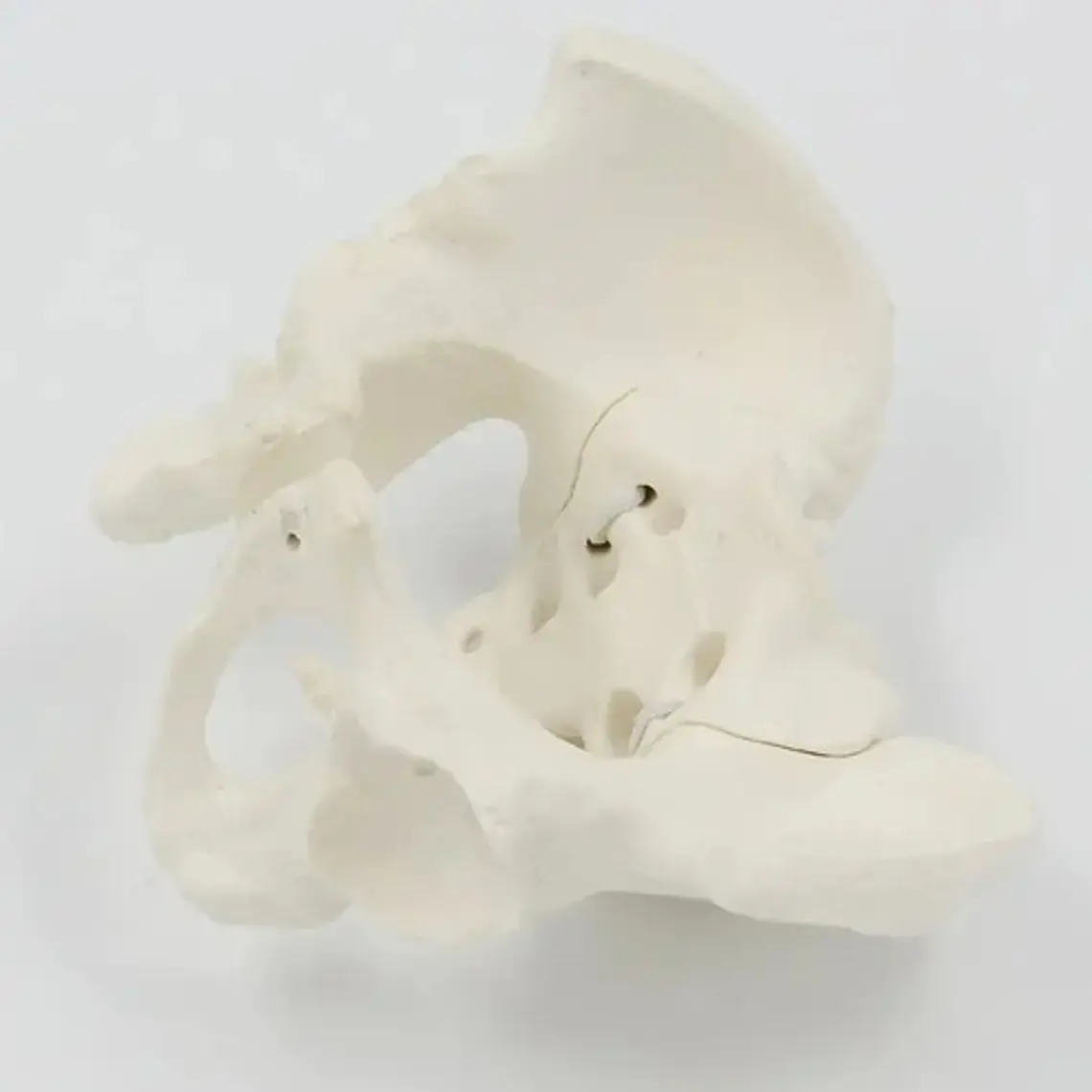 Pelvis Masculina Humana Modelo Anatómico Calidad Stgo 6