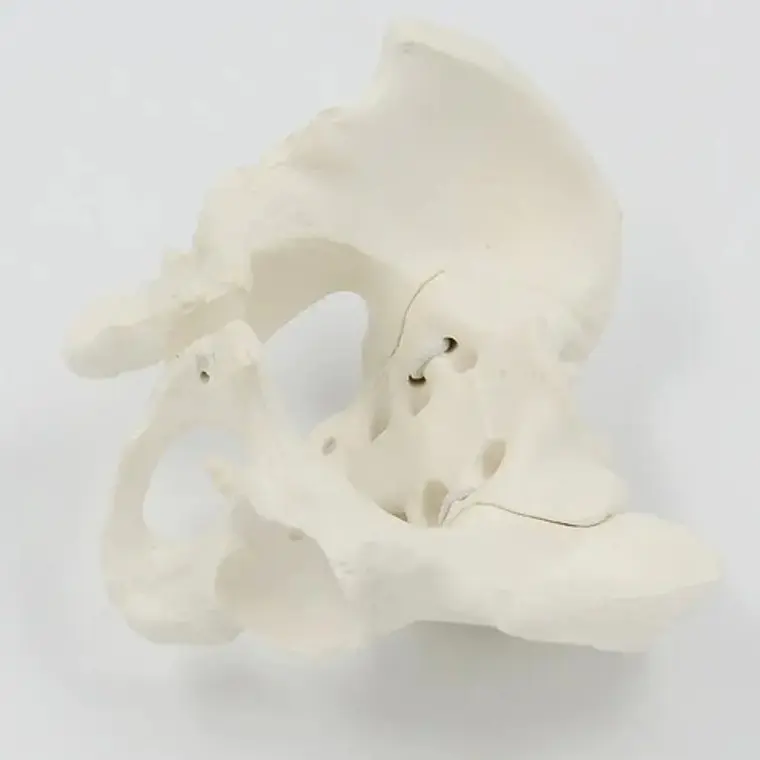 Pelvis Masculina Humana Modelo Anatómico Calidad Stgo 6