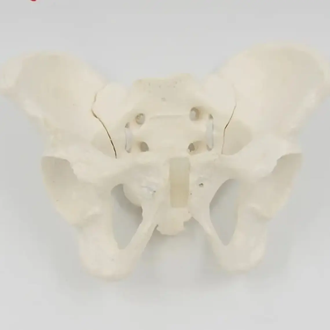 Pelvis Masculina Humana Modelo Anatómico Calidad Stgo 7