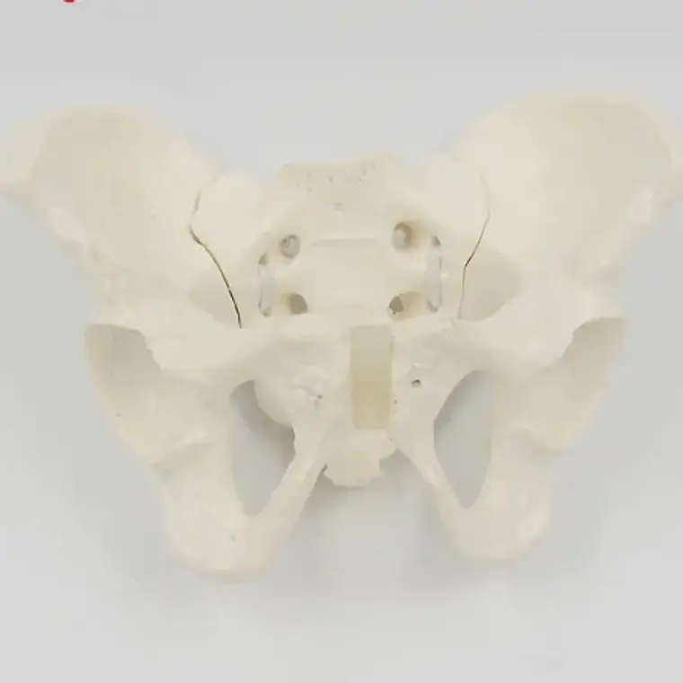 Pelvis Masculina Humana Modelo Anatómico Calidad Stgo 7