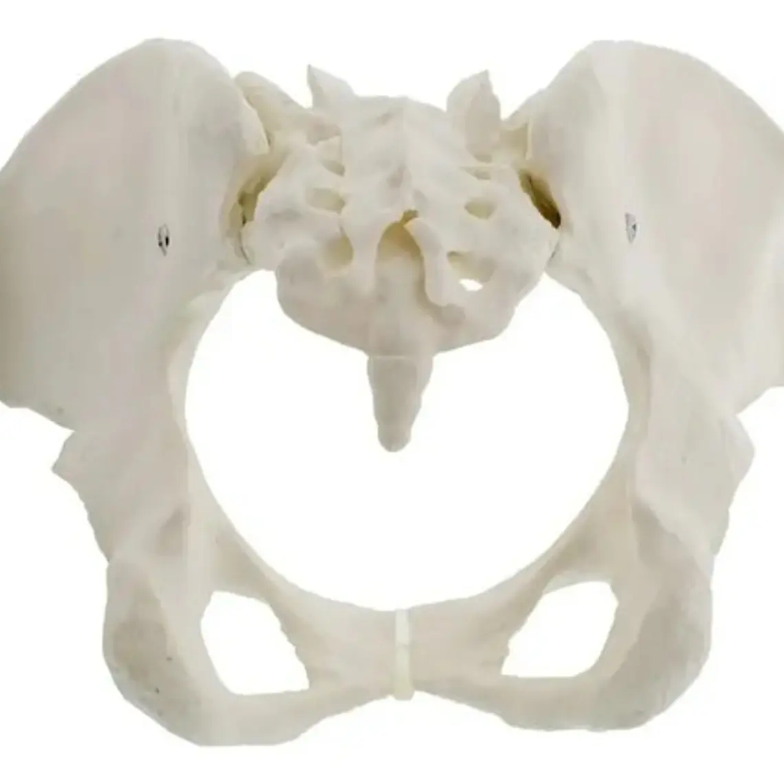 Pelvis Masculina Humana Modelo Anatómico Calidad Stgo 8
