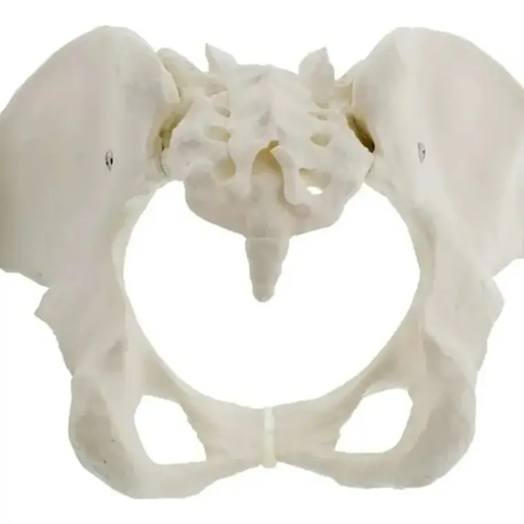 Pelvis Masculina Humana Modelo Anatómico Calidad Stgo 8