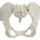 Pelvis Masculina Humana Modelo Anatómico Calidad Stgo - Miniatura 8