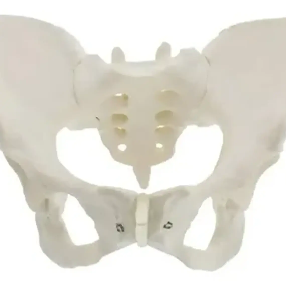 Pelvis Masculina Humana Modelo Anatómico Calidad Stgo 9