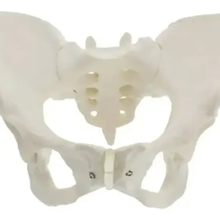 Pelvis Masculina Humana Modelo Anatómico Calidad Stgo 9