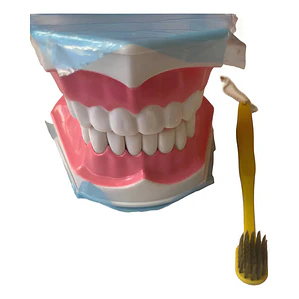 Modelo Anatómico Dental Grande 28 Dientes + Cepillo Pacard