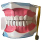 Modelo Anatómico Dental Grande 28 Dientes + Cepillo Pacard - Miniatura 3