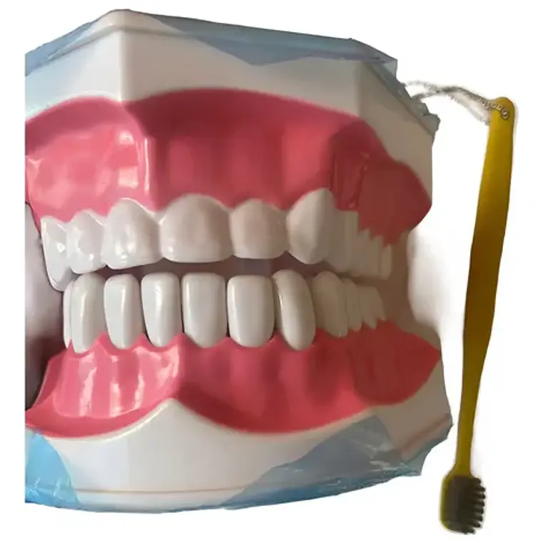 Modelo Anatómico Dental Grande 28 Dientes + Cepillo Pacard 4