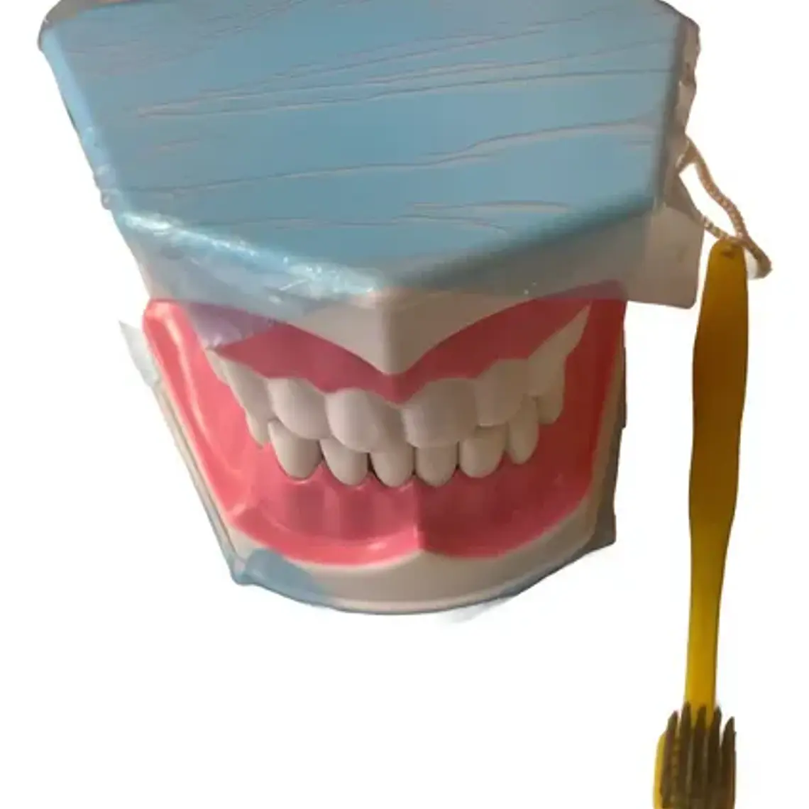 Modelo Anatómico Dental Grande 28 Dientes + Cepillo Pacard 5