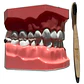 Modelo Anatómico Dental Grande 28 Dientes + Cepillo Pacard - Miniatura 6