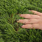 Pasto Sintetico 35mm Premium Memoria Rollo 2x10 Metros  - Miniatura 8