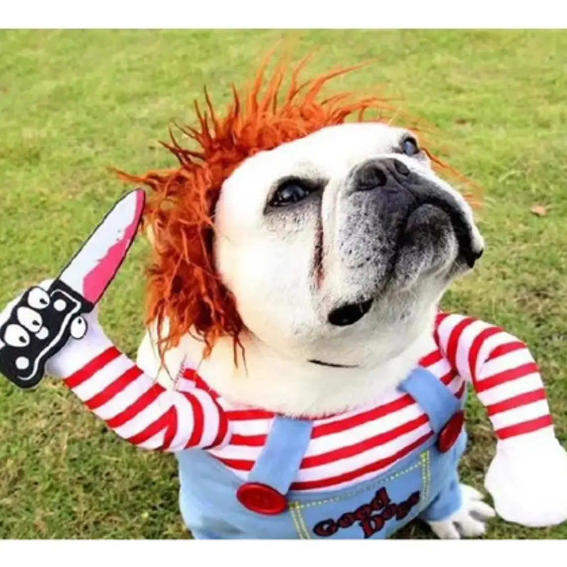 Disfraz Chucky Perros Gatos Halloween Tamaños 4
