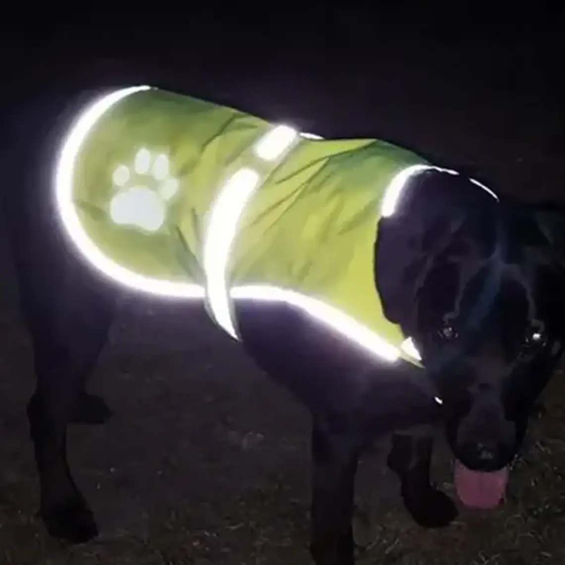 Chaleco Reflectante Paseo Seguro Mascota Perros Fluorescente 2