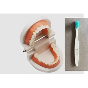 Modelo Dental Enseñanza Únicos Con Cepillo Bambú Pacard