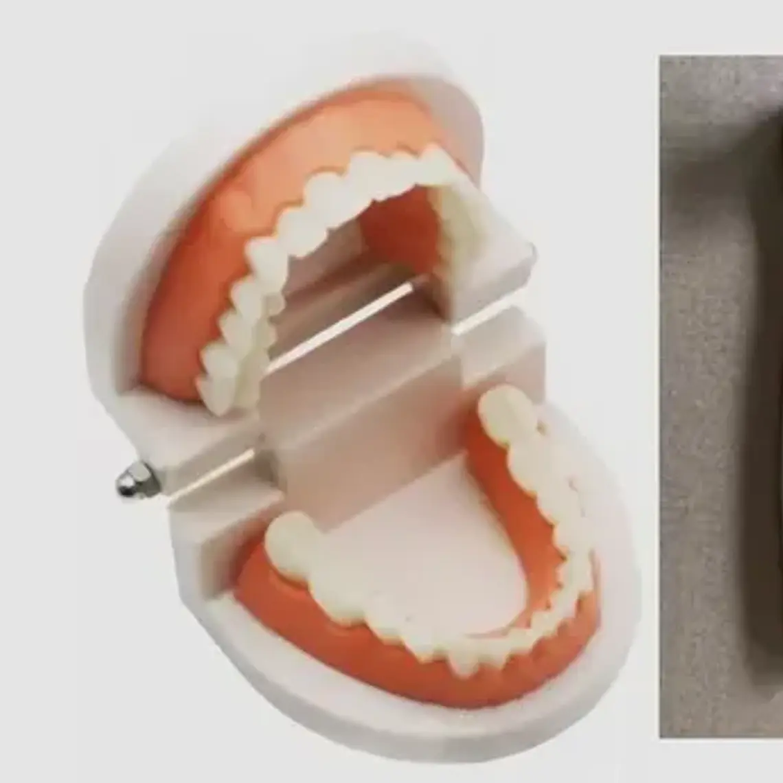 Modelo Dental Enseñanza Únicos Con Cepillo Bambú Pacard 1