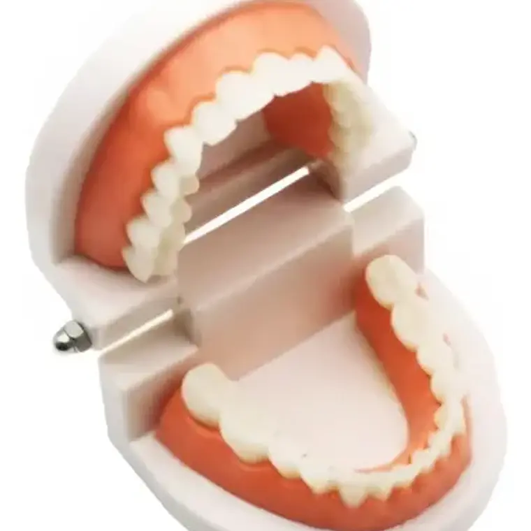 Modelo Dental Enseñanza Únicos Con Cepillo Bambú Pacard 3