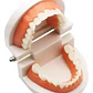 Modelo Dental Enseñanza Únicos Con Cepillo Bambú Pacard - Miniatura 3