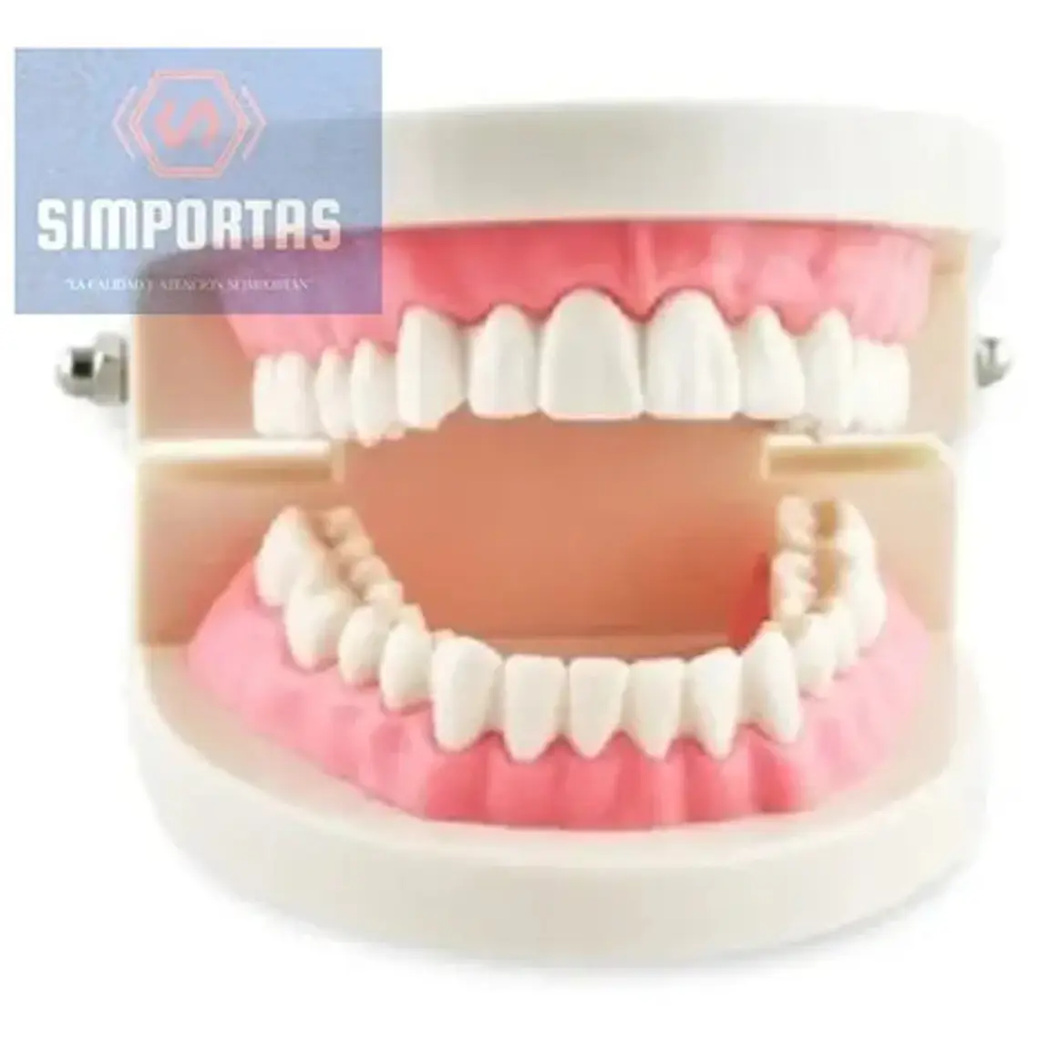 Modelo Dental Enseñanza Únicos Con Cepillo Bambú Pacard 5