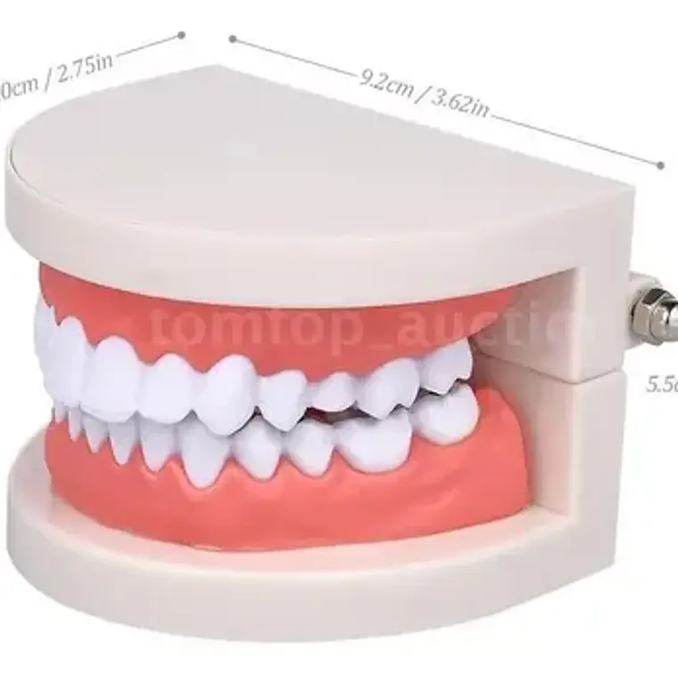 Modelo Dental Enseñanza Únicos Con Cepillo Bambú Pacard 6