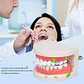 Modelo Dental Enseñanza Únicos Con Cepillo Bambú Pacard - Miniatura 7