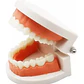 Modelo Dental Enseñanza Únicos Con Cepillo Bambú Pacard - Miniatura 8