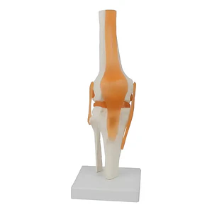 Modelo Anatómico De Rodilla Con Ligamentos, Para Estudio Y Enseñanza