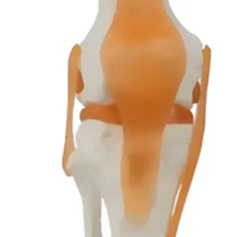 Modelo Anatómico De Rodilla Con Ligamentos, Para Estudio Y Enseñanza 1