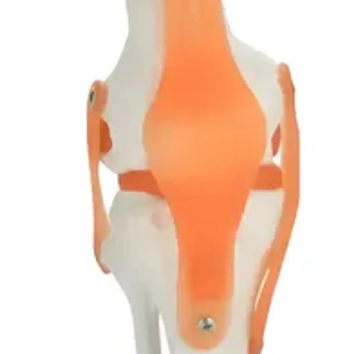 Modelo Anatómico De Rodilla Con Ligamentos, Para Estudio Y Enseñanza 5
