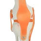 Modelo Anatómico De Rodilla Con Ligamentos, Para Estudio Y Enseñanza - Miniatura 5