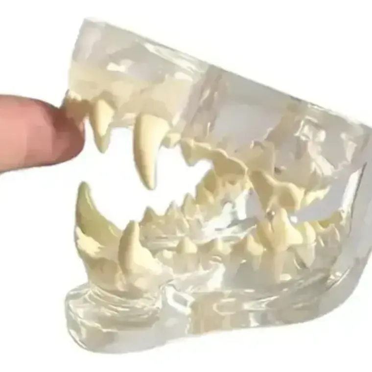 Modelo Dental Veterinario Gato Dentición Felinacalidad 1