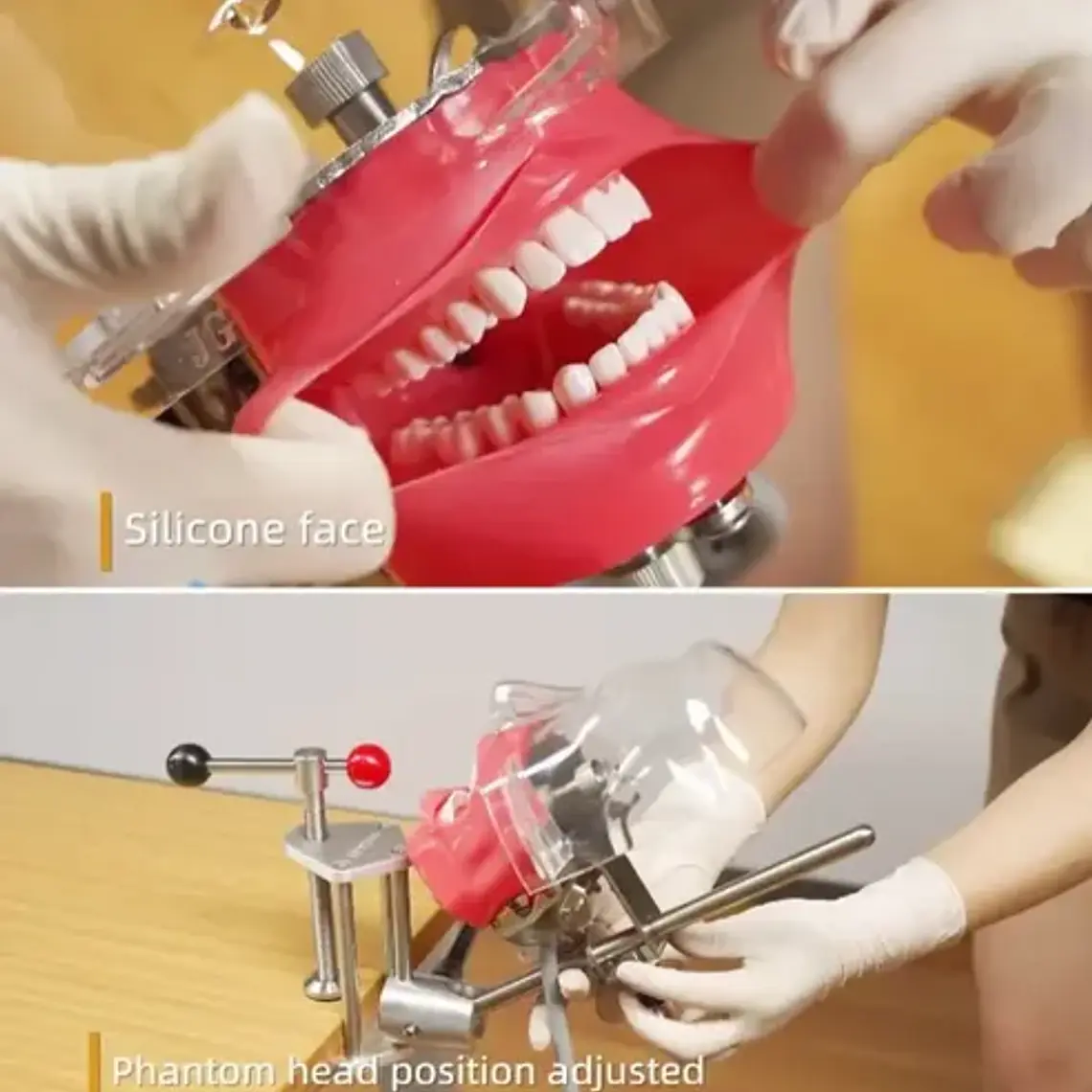 Fantoma Dental Maniquí Con Tipodento Práctica Odontología 4