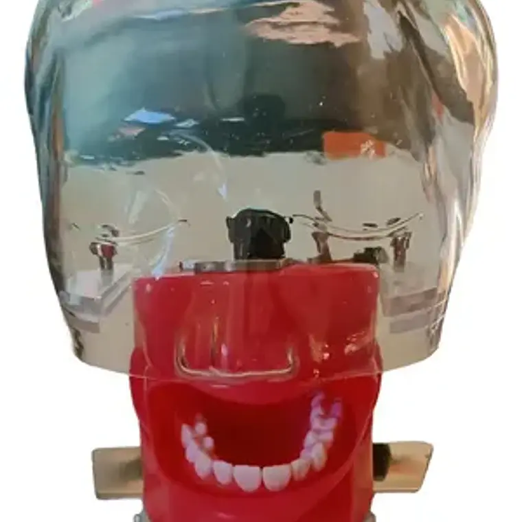 Fantoma Dental Maniquí Con Tipodento Práctica Odontología 5