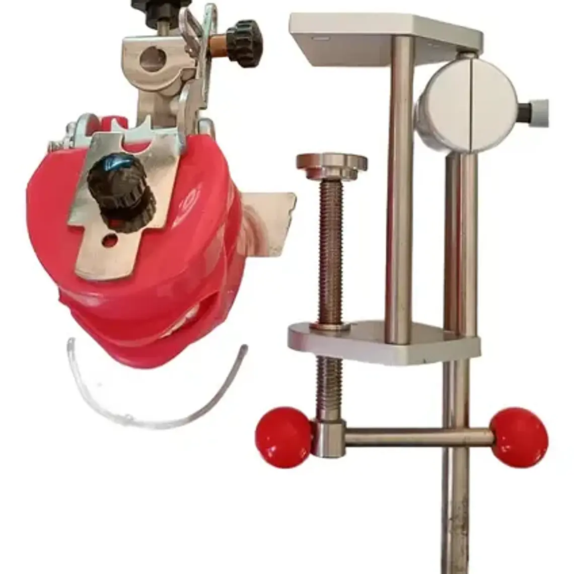 Fantoma Dental Maniquí Con Tipodento Práctica Odontología 6
