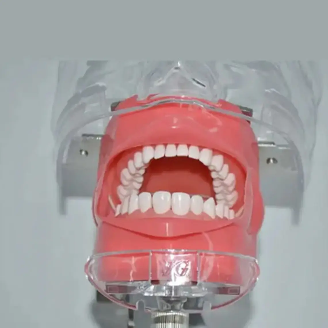 Fantoma Dental Maniquí Con Tipodento Práctica Odontología 9