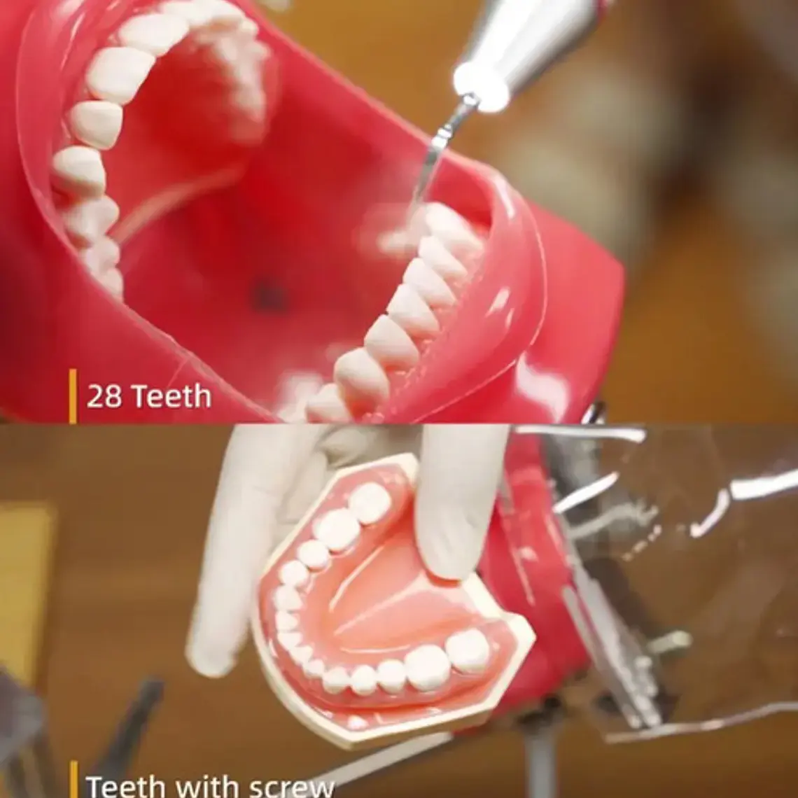 Fantoma Dental Maniquí Con Tipodento Práctica Odontología 11