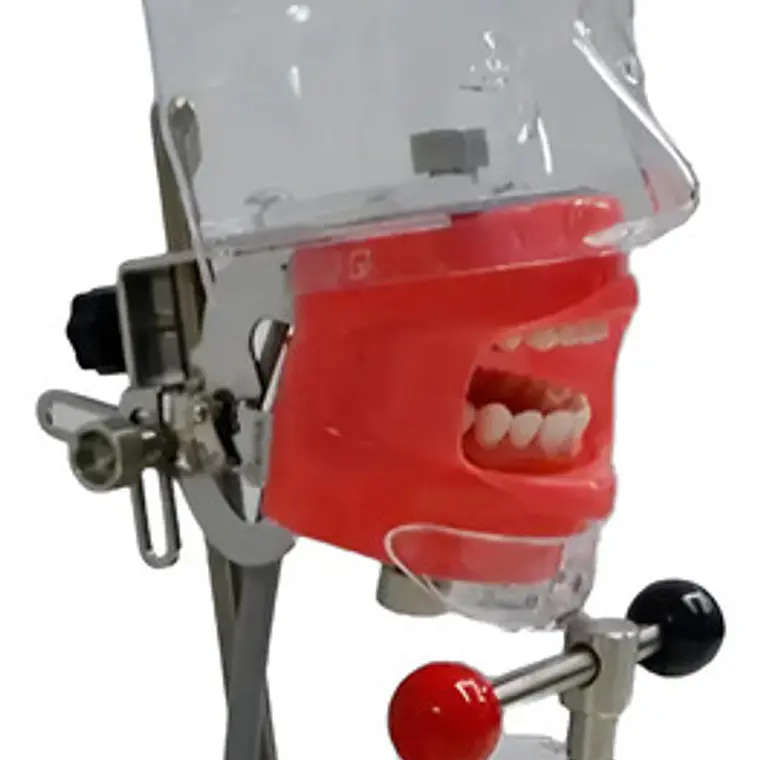 Fantoma Dental Maniquí Con Tipodento Práctica Odontología 12