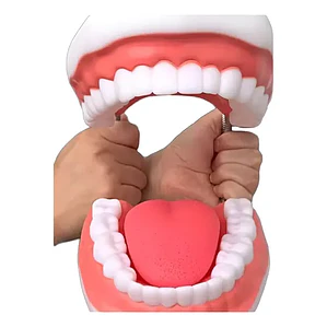 Modelo Dental Arcada Xxl 6 Veces Tamaño Real Enseñanza Salud