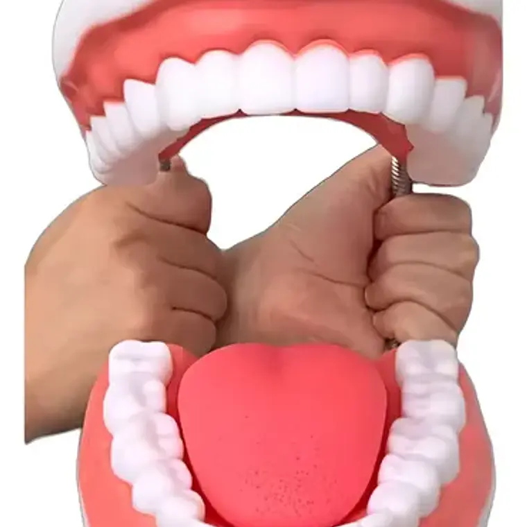 Modelo Dental Arcada Xxl 6 Veces Tamaño Real Enseñanza Salud 1